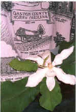 magnolia1.jpg (34691 bytes)